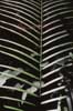 palm leaf photo