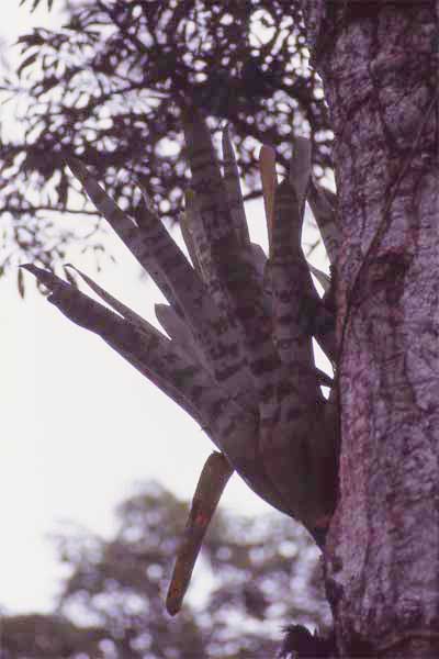 microhabitats photo