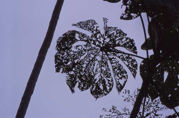 eaten cercropia leaf photo