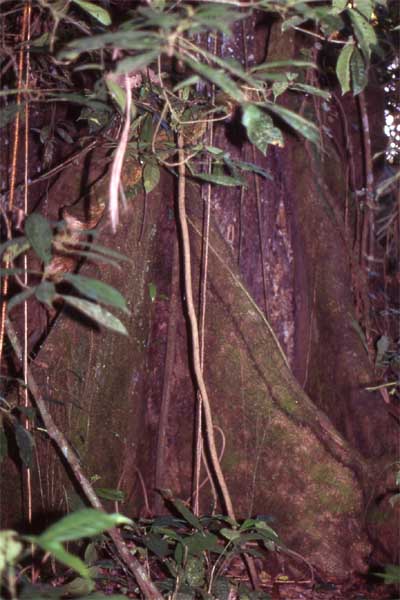 buttress roots photo