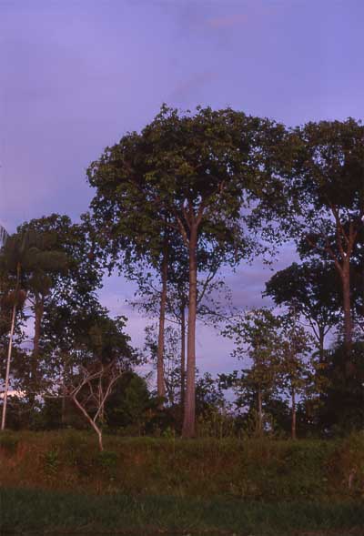 brazil nut tree photo