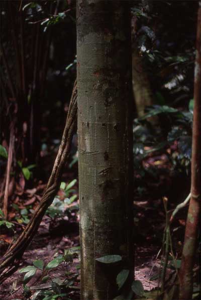 chicle tree trunk photo