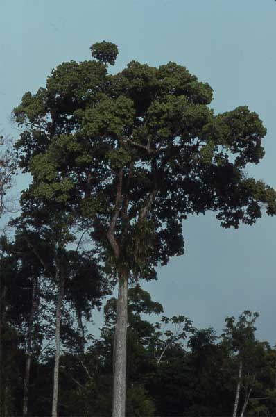 tall tree photo