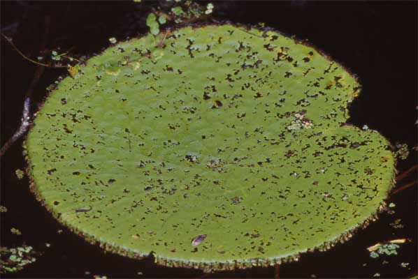 lily pad report