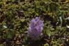 water hyacinth photo