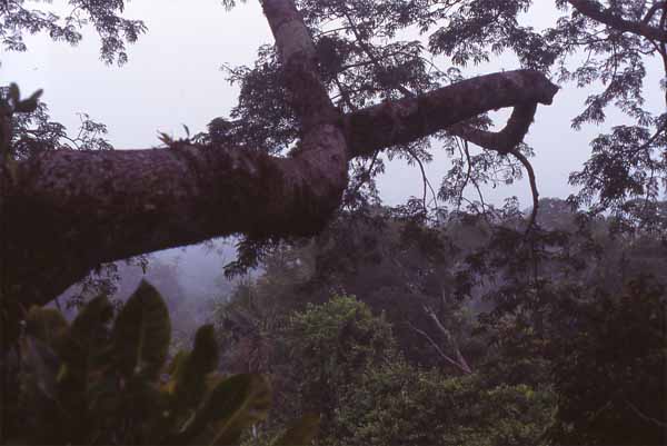 canopy view photo