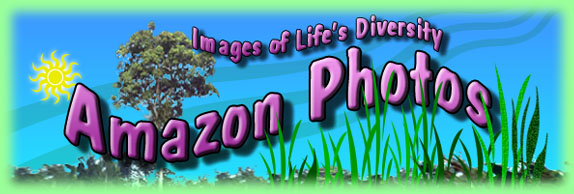 Welcome to Jungle Photos Amazon!