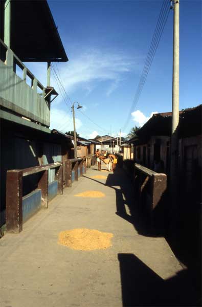 drying corn photo