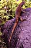 lava lizard photo