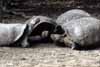 tortoise group photo