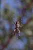 Galapagos spider close-up photo