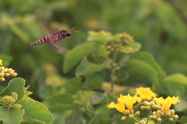 Photo of hawkmoth