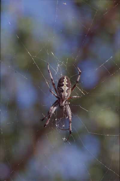 Photo of spider