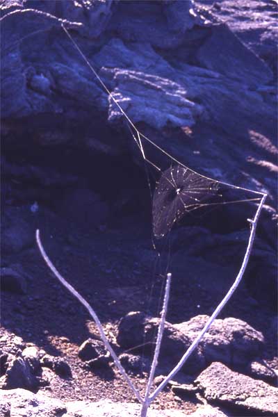 Photo of spider web