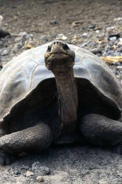 Photo of giant tortoise head