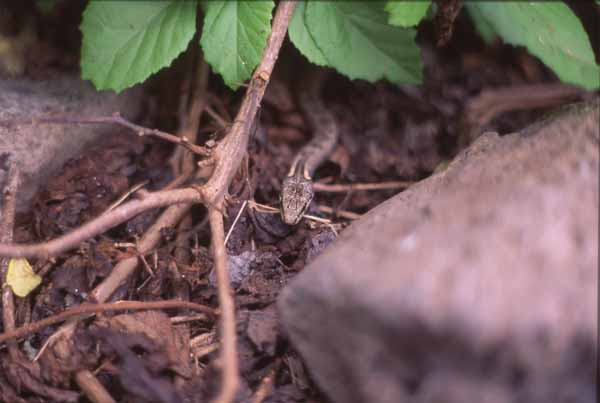 Photo of Galapagos snake (Alsophis dorsalis) on Santa Fe Island