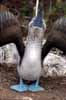 blue-footed booby skypointing photo