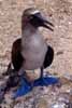 blue-footed booby photo