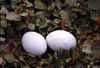 blue-footed booby eggs photo