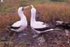 pair of masked boobies photo