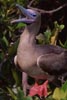 red-footed booby on nest photo