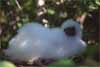 red-footed booby chick photo