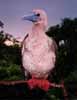 red-footed booby photo