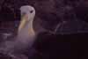 Galapagos albatross photo
