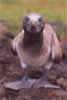 masked booby looking at camera photo