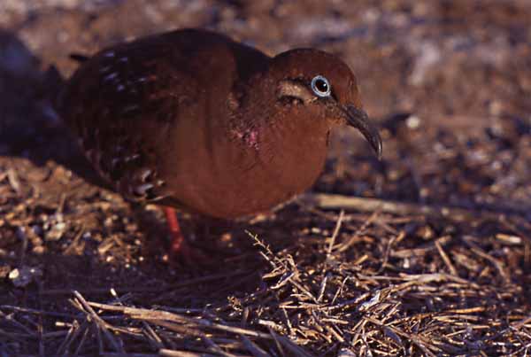 Photo of Galapagos dove