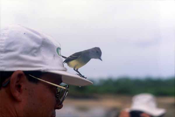 Photo of Galapagos flycatcher