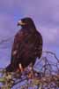 Galapagos hawk photo