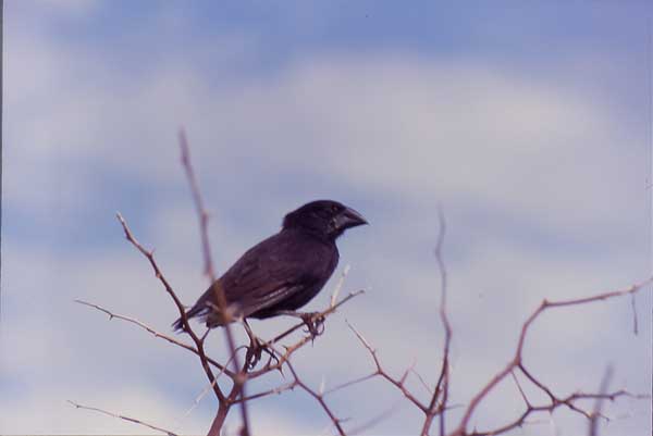 Photo of large ground finch