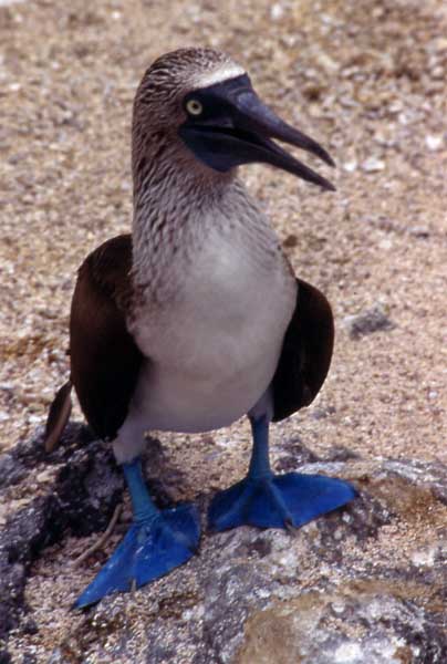 Photo of blue-footed booby standing on rock