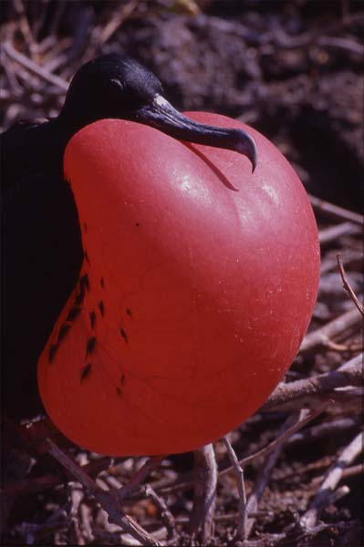 Photo of male frigatebird displaying on nest
