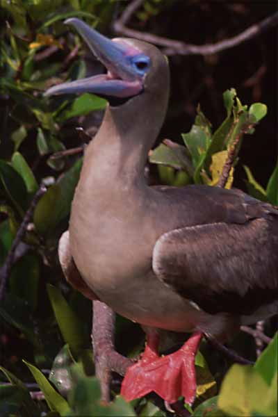 Photo of red-footed booby in a mangrove bush