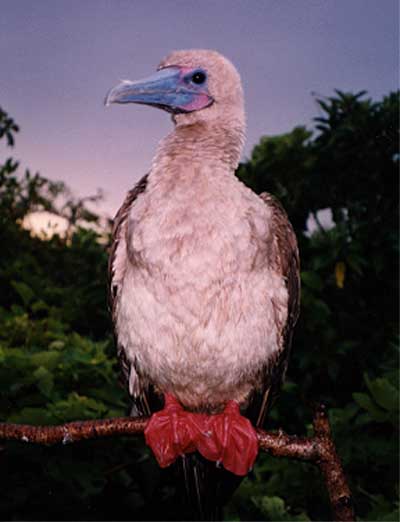 Photo of red-footed booby perched on branch