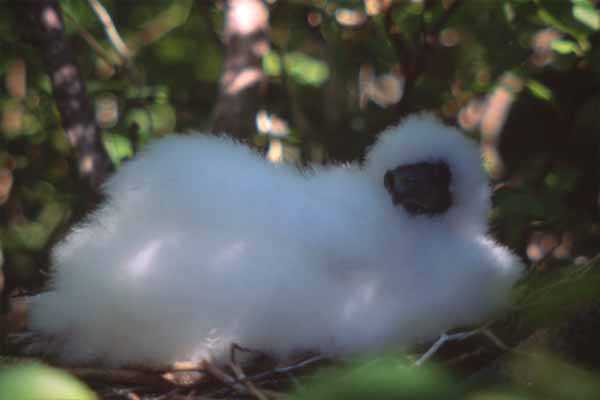 Photo of red-footed booby chick in a mangrove tree