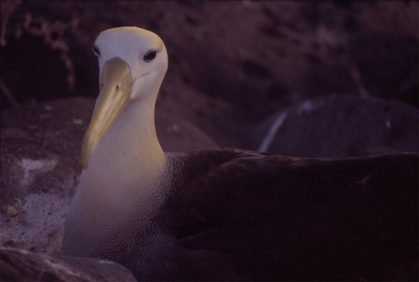 Photo of albatross