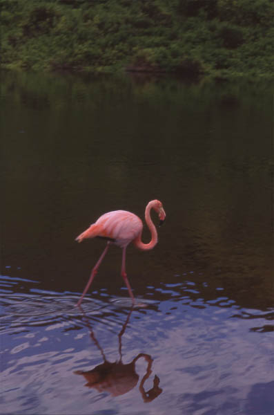Photo of flamingo