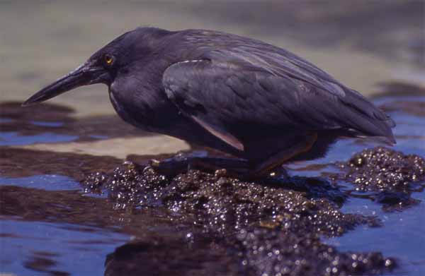 Photo of lava heron