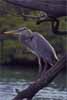 great blue heron photo