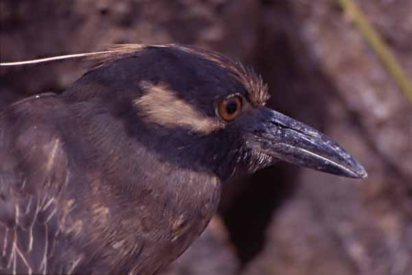 Photo of yellow-crowned night heron