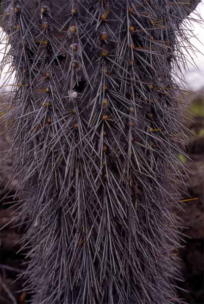 Photo of candelabra cactus spines