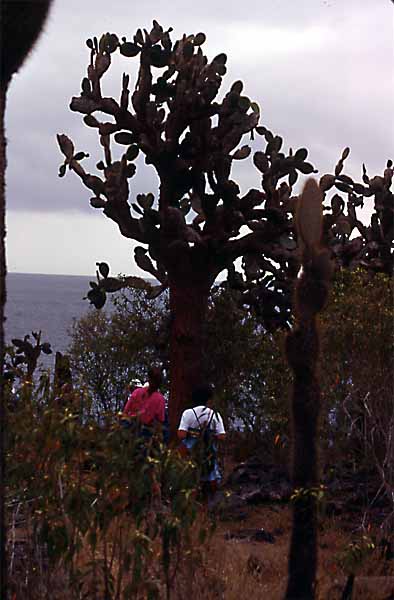 Photo of cactus tree