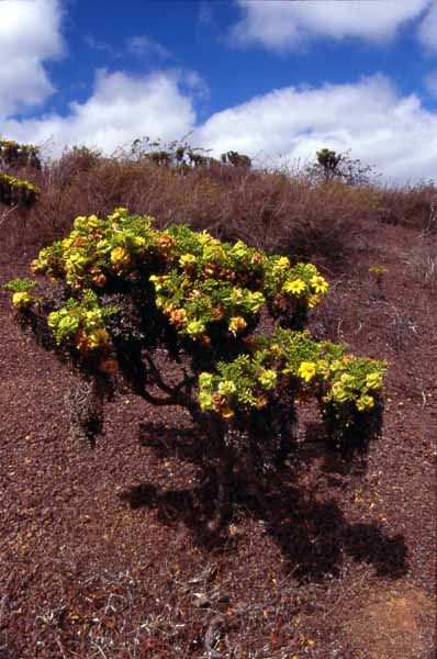 Photo of cutleaf daisy