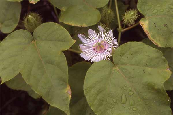 Photo of passion flower