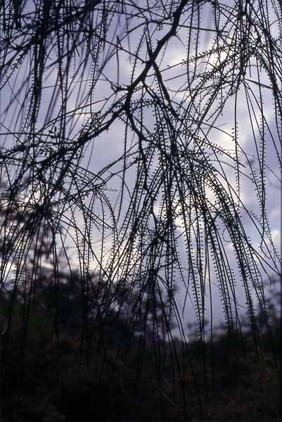 Photo of palo verde tree