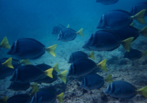 Photo of surgeon fish underwater