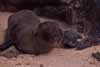 sealion pup photo